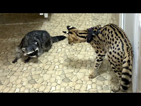 Видео: СЕРВАЛ ЗНАКОМИТСЯ С ЕНОТОМ / Зефирка растерялась от количества котов