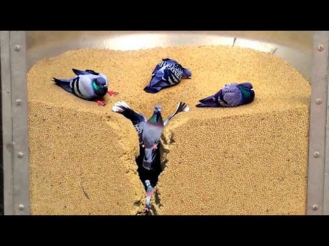 Видео: Вот Куда Исчезают Все Голуби. Самые Глупые Поступки Животных