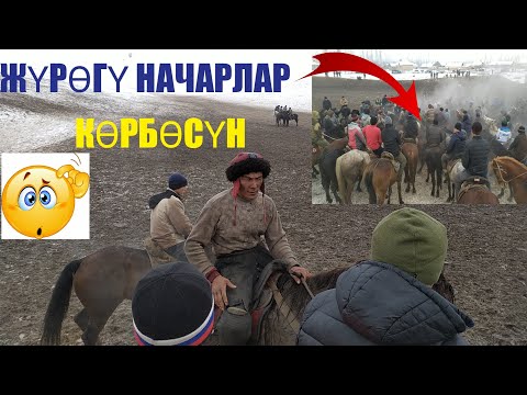 Видео: ЖАРДЫН Боюнда улак ЧАПКАН Балбандар ЖҮРӨКТҮ Шуулдатты