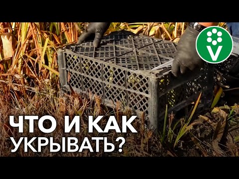 Видео: Укройте ЭТИ РАСТЕНИЯ на зиму! Какие цветы и как лучше укрыть на зиму