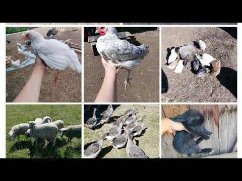 Видео: Обзор животных от молодого фермера. Гуси, овцы, цыплята, куры