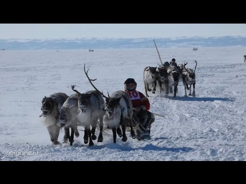 Видео: Гонки на оленьих упряжках. Дудинка день олегевода. #дудинка #олени #гонки