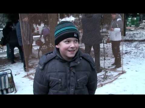 Видео: голубів виставка м.Знам"янка 17.02.18..2ч."