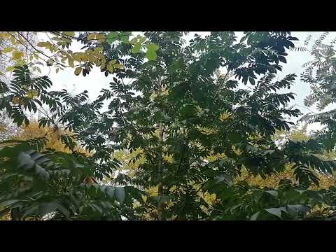 Видео: Птерокария сумахолистная (Pterocarya rhoifolia)