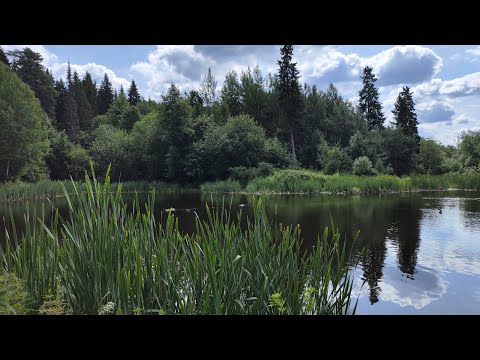Видео: Вдоль Большой Ивы за земляникой. 25 июня 2025