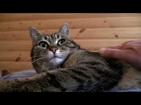 Видео: Елена Фролова " Человеку нужен дом" на стихи А.Матасовой