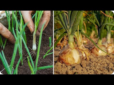 Видео: Руководство по выращиванию лука. От посева до сбора урожая шаг за шагом