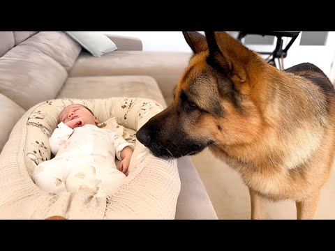Видео: Немецкая овчарка навестила спящего ребёнка, и никто не может понять, что он сделал