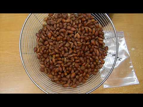 Видео: Зизифус с нуля. Пошагово. Фильм первый.