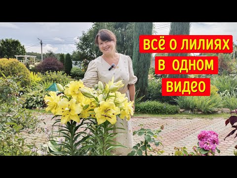 Видео: Все про ЛИЛИИ. Секрет пышного цветения. И зимостойкие сорта!