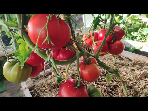Видео: Обзор сортов томатов в теплице №2 часть 5