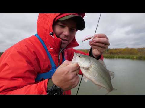 Видео: Басс (большеротый окунь) в Подмосковье. СЕРЬЁЗНО?!