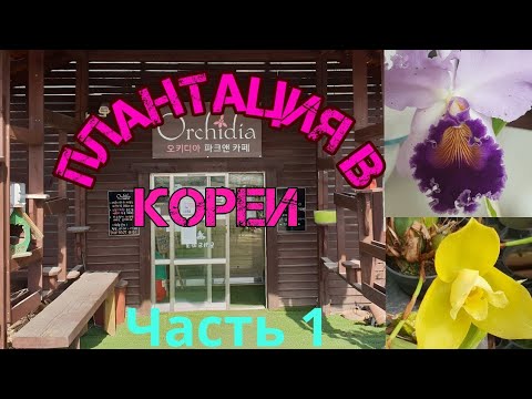 Видео: Орхидеи.Мой  мир  орхидей.Плантация  в Кореи.Часть 1.