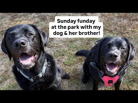 Видео: Воскресный отдых в парке для собак с моей собакой и ее братом!!!
