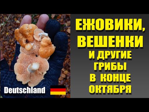 Видео: ЕЖОВИКИ, ВЕШЕНКИ, ПОЛЬСКИЕ и другие ВКУСНЫЕ ГРИБЫ ГЕРМАНИИ в конце октября.