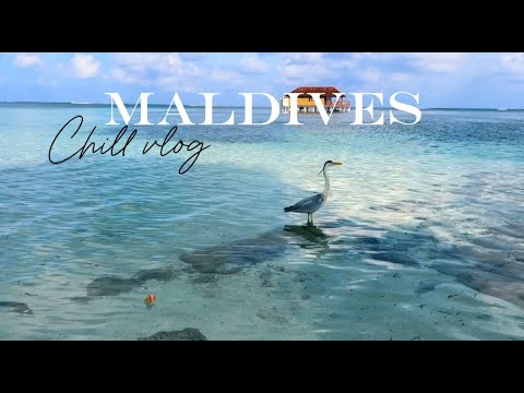 Видео: Мальдивские будни Medhuhufushi Island Resort Снова обгорели Наслаждаемся солнцем и океаном 🏝️