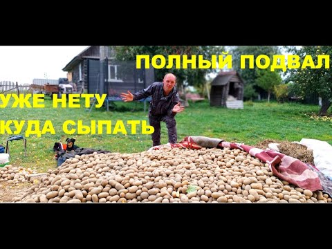 Видео: Урожай бульбы такой - некуда сыпать! Переборка третью неделю. Когда закончим?