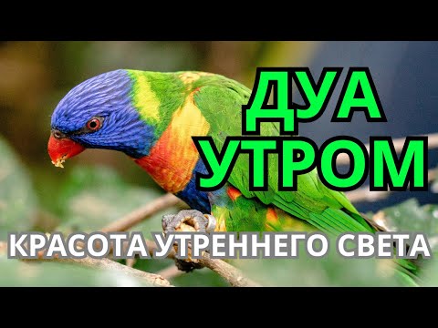 Видео: КРАСИВЕЙШЕЕ ДУА НА РАССВЕТЕ 🤲❤️