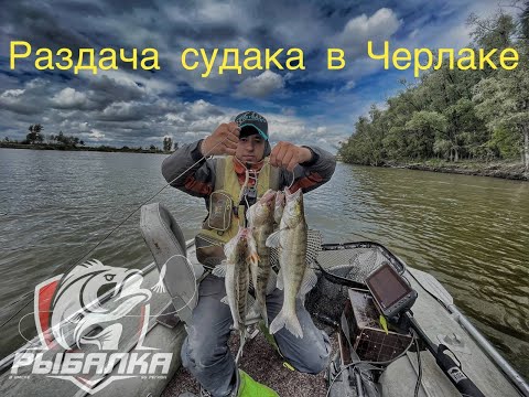 Видео: ЧЕРЛАК "РАЗДАЧА СУДАКА" ИРТЫШ КОНЕЦ ИЮНЯ