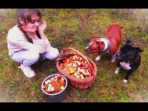 Видео: Стаффордширские бультерьеры на тихой охоте. Собираем грибы в октябре.