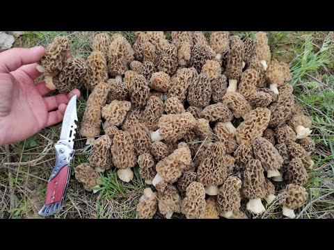 Видео: За грибами. Сморчки поперли толпами на поляне. Грибы 2023.