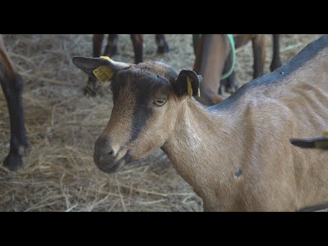 Видео: Атырау тұрғыны Франциядан әкелінген ешкіні өсіруді табыс көзіне айналдырды