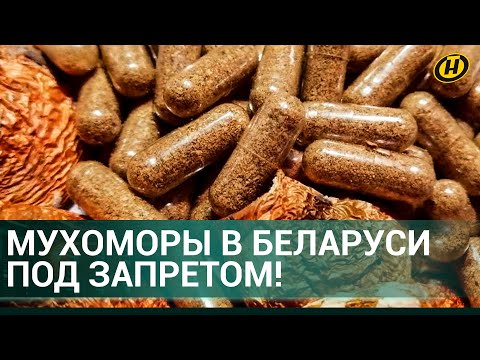 Видео: ⚡️ МИКРОДОЗИНГ МУХОМОРОВ все?! В БЕЛАРУСИ ЗАПРЕТИЛИ мухоморы. Мухоморы В КАПСУЛАХ смертельно опасны!