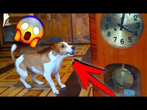 Видео: Джина Увидела ДУХОВ В ДОМЕ собака странно СЕБЯ ВЕДЕТ МИСТИКА | Дом Призрак Elli Di Online