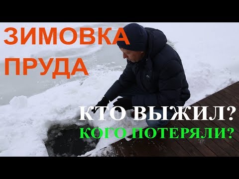 Видео: Зимовка рыбы. Искусственный пруд из пленки. Об успехах, болезни рыб и весенних потерях.