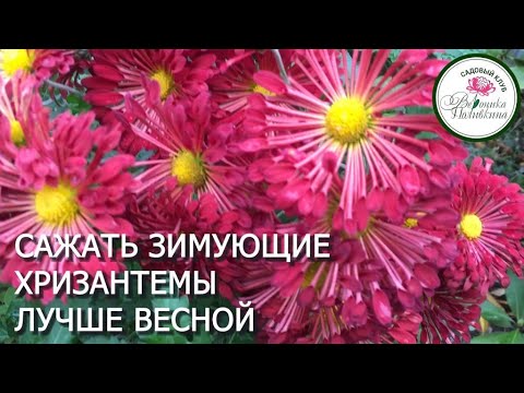 Видео: Зимующие хризантемы