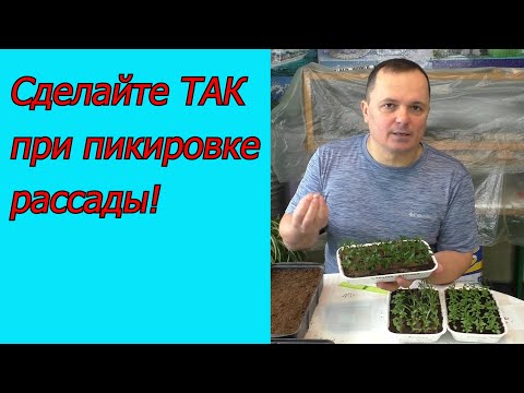Видео: Крепкая рассада после ТАКОЙ пикировки обеспечена! Как рассаду сделать красивой.