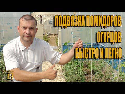 Видео: ПОДВЯЗКА ПОМИДОРОВ (ОГУРЦОВ) БЫСТРО И ЛЕГКО. САД (ОГОРОД) И ТЕПЛИЦА