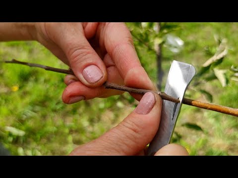 Видео: 🌳 Прививаем "Дерево-Сад" на молодых деревьях 🌱