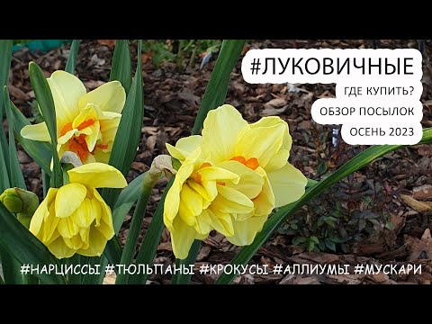 Видео: #Луковичные - Где купить луковицы растений #нарциссы #тюльпаны #крокусы #аллиумы #мускари сезон 2023