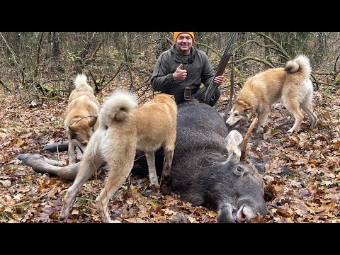 Видео: Охота на лося с ЗСЛ .Очередная удача и хорошая работа лаек .