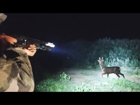 Видео: ОХОТА НА САМЦА КОСУЛИ НОЧЬЮ С ДНЕВНЫМ ПРИЦЕЛОМ