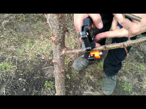 Видео: Секатор для прививания деревьев с aliexpress