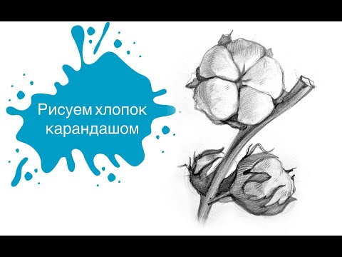 Видео: Рисуем Хлопок в Графике!