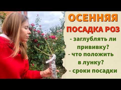 Видео: ПОКАЗЫВАЮ, КАК ПОСАДИТЬ РОЗУ ОСЕНЬЮ. Стоит ли сажать розу осенью