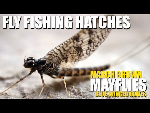 Видео: Вылупление нахлыстом: мартовские коричневые и синекрылые оливковые поденки. Радужная форель, подн...