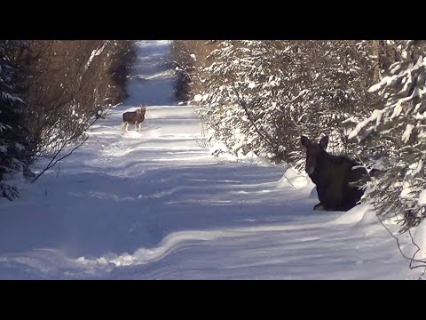 Видео: Охота на куницу капканами. сезон 23-24г  ЛОСИ НА ПУТИКЕ.