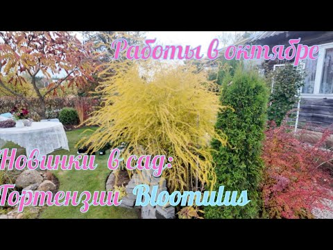 Видео: Новинки в моем саду: Гортензии BLOOMULUS