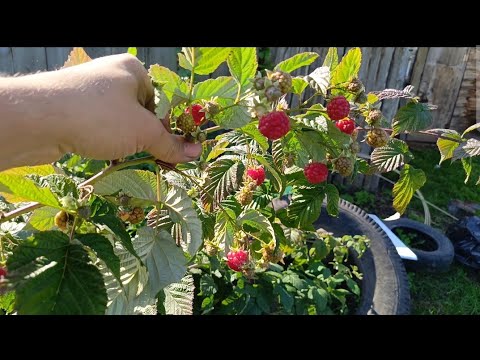 Видео: Сентябрьская малина