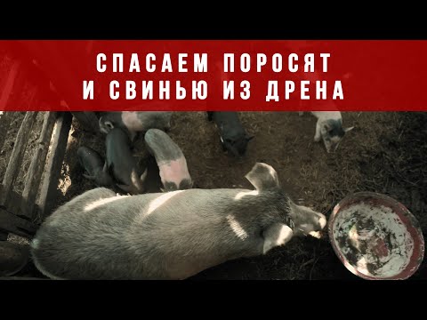 Видео: ИЩЕМ ПОРОСЯТ, ОПОРОСИЛАСЬ СВИНЬЯ. СВИНОВОДСТВО. ФЕРМА. ПОРОДА КАРМАЛ