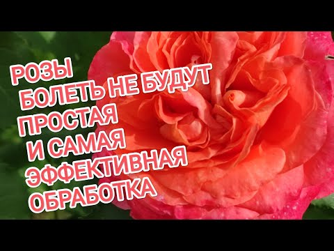 Видео: РОЗЫ БОЛЕТЬ НЕ БУДУТ. ПРОСТАЯ И САМАЯ ЭФФЕКТИВНАЯ ОБРАБОТКА ПОСЛЕ ОТКРЫТИЯ.