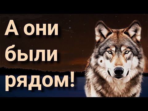 Видео: О том как погибли наши собаки от нападения волков.