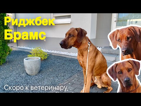 Видео: Приехал с работы | отвечаю на вопросы | прогулка 