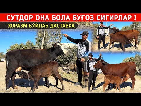 Видео: СУТДОР ОНА БОЛА БУГОЗ СИГИРЛАР ОҒАБЕК ОҒАНИ СИГИРЛАРИ ХОРАЗМ БУ́ЙЛАБ ДАСТАВКА БОР !!! ХОРАЗМ БОЗОР