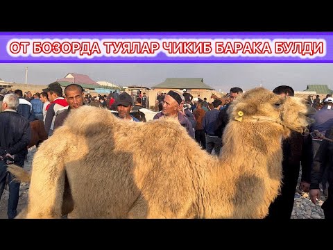 Видео: СУРХОНДАРЁ САРИОСИЁ ОТ БОЗОРИДА ТУЯЛАР #асрордонаев