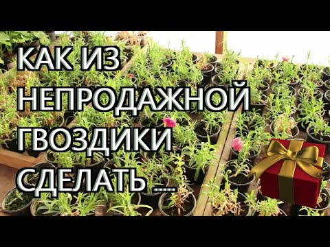 Видео: Срочная Реанимация Гвоздики !!!